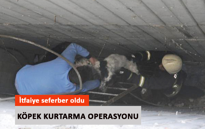 İtfaiyecilerin köpek kurtarma operasyonu