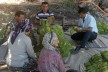 Tütünün bir dizisi başkandan