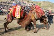 Deve güreşlerini 10 bin kişi izledi