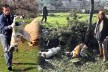 Tarım ilaçlı balıkla 5 köpeği zehirlediler