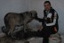 Kangal köpeği Yıldız’dan bir batında 19 yavru