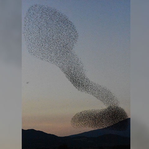 Sığırcıkların büyüleyen dansı