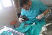 Doğum yapamayan kedi ölmek üzereyken ameliyata alındı, yavrularıyla kurtarıldı