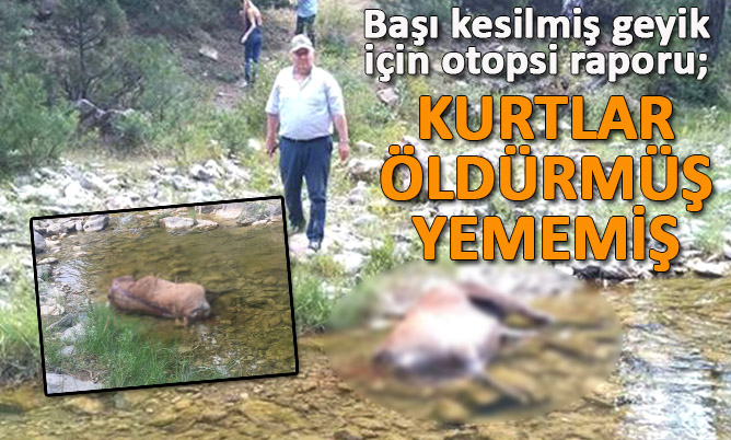 Akdağ’da kafası kesik geyik ile ilgili ilginç açıklama; Kurtlar öldürmüş, yememiş
