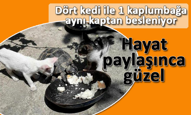 Buldan’da evin bahçesinde 4 kedi ile kaplumbağa aynı kaptan besleniyor