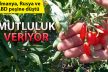Mutluluk meyvesi üreten çiftçi, ABD, Rusya ve Avrupa’ya ihracat yapıyor