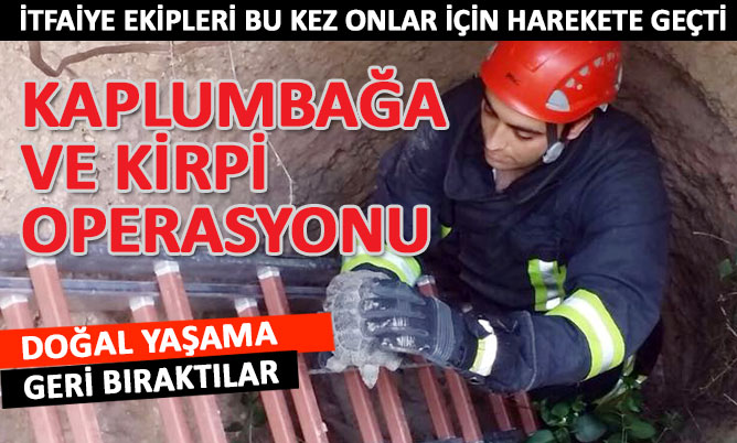 Denizli’de kaplumbağa ve kirpi kurtarma operasyonları