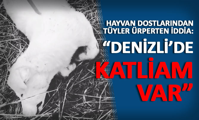 Denizli Hayvan Dostları’ndan tüyler ürperten iddia: “Denizli’de katliam var”