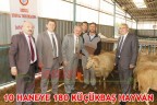 10 HANEYE 180 KÜÇÜKBAŞ HAYVAN