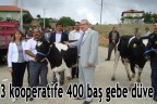 3 kooperatife 400 baş gebe düve