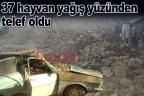 37 hayvan yağış yüzünden telef oldu