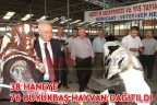 38 HANEYE 76 BÜYÜKBAŞ HAYVAN DAĞITILDI