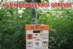 40 BİN BOMBUS ARISI GÖREVDE