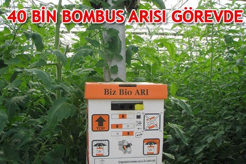 40 BİN BOMBUS ARISI GÖREVDE