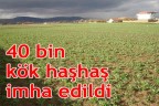 40 bin kök haşhaş imha edildi