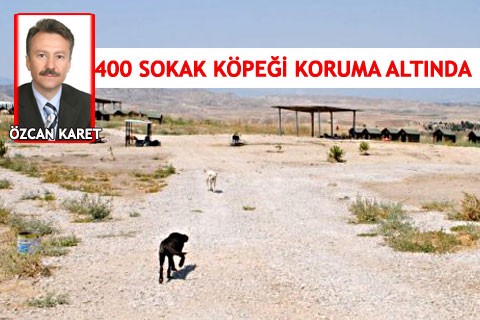 400 SOKAK KÖPEĞİ KORUMA ALTINDA