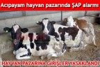 Acıpayam Hayvan Pazarı’nda şap alarmı