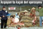 Acıpayam’da kaçak deri operasyonu