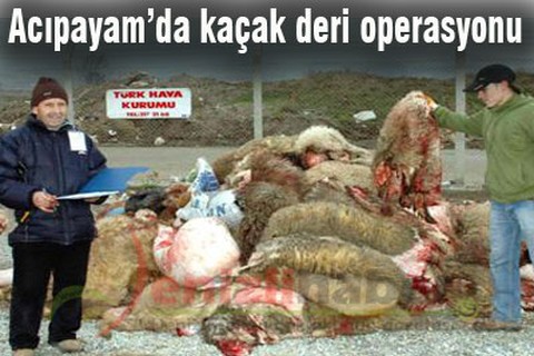 Acıpayam’da kaçak deri operasyonu