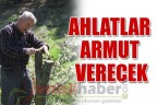AHLATLAR ARMUT VERECEK
