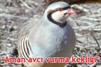 Aman avcı vurma kekliği