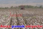 Anıza pamuk ekiyorlar
