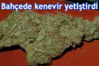 Bahçede kenevir yetiştirdi