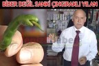 Biber değil sanki çıngıraklı yılan