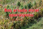 Boş arsada esrar operasyonu