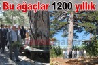 Bu ağaçlar 1200 yıllık