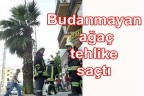 Budanmayan ağaç tehlike saçtı