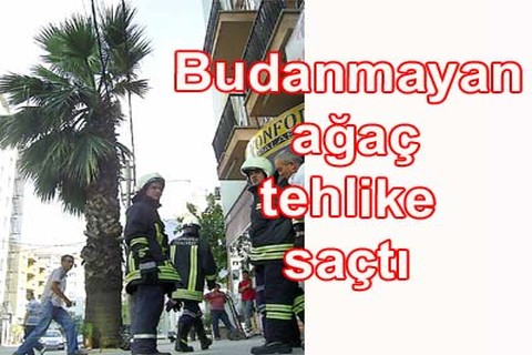 Budanmayan ağaç tehlike saçtı