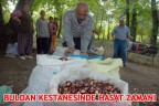 BULDAN KESTANESİNDE HASAT ZAMANI