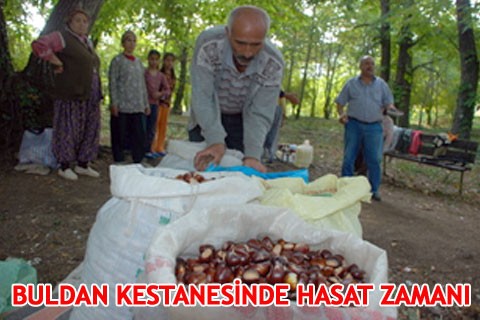 BULDAN KESTANESİNDE HASAT ZAMANI