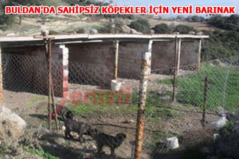 BULDAN’DA SAHİPSİZ KÖPEKLER İÇİN YENİ BARINAK