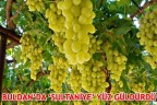 BULDAN’DA ‘SULTANİYE’ YÜZ GÜLDÜRDÜ