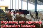Büyükbaş süt sığırcılığı yatırımları hızlandı