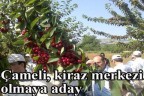 Çameli, kiraz merkezi olmaya aday