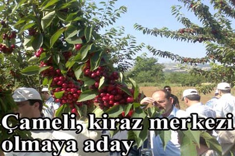 Çameli, kiraz merkezi olmaya aday
