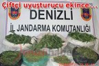 Çiftçi uyuşturucu ekince…