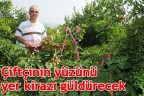 Çiftçinin yüzünü yer kirazı güldürecek