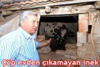 Çöp evden çıkamayan inek