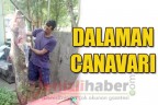 DALAMAN CANAVARI
