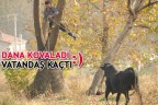 Dana kovaladı, vatandaşlar kaçtı