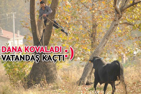 Dana kovaladı, vatandaşlar kaçtı