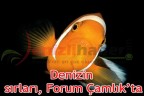 Denizin sırları, Forum Çamlık’ta