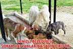 DENİZLİ BELEDİYESİ SOKAK HAYVANLARINA SAHİP ÇIKIYOR