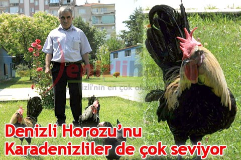 Denizli Horozu’nu Karadenizliler de çok seviyor