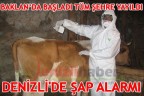DENİZLİ’DE ŞAP ALARMI