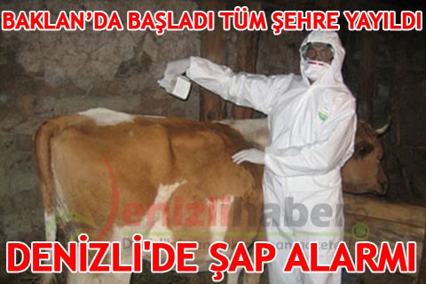 DENİZLİ’DE ŞAP ALARMI